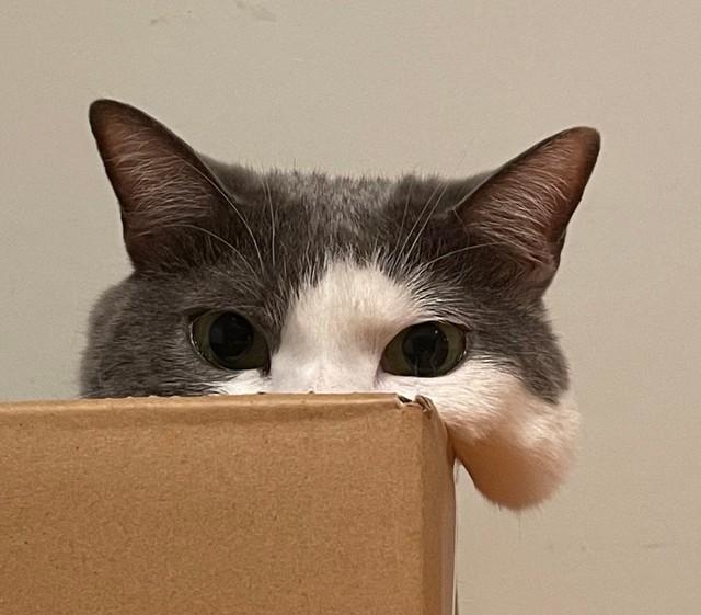 私の猫は超能力者 ji1 えっ、本体、どこ？？「私たちが猫と考えるものの実体は、ほぼ毛