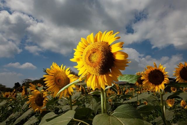  夏を象徴する花、ヒマワリ(faula/stock.adobe.com)