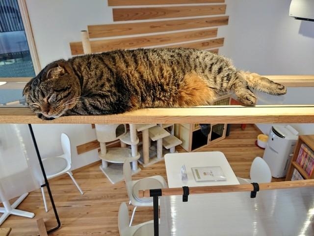 キャットウォークは憩いの場所にもなる