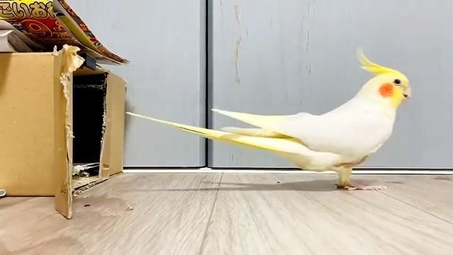 バック駐車が上手すぎるオカメインコ（画像提供／クピルンさん・動画をキャプチャしています）