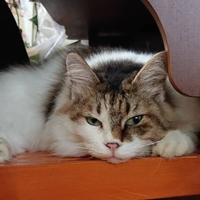 神戸新聞next 連載 特集 話題 獣医師も診断に困惑 でも 姫ちゃんだから 里親希望者がドタキャンして うちの子になった不思議ちゃん猫