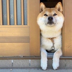 神戸新聞next 連載 特集 話題 嬉しすぎるお迎え 実は 夏スタイル だワン 玄関から半身を出して飼い主さんを待つ柴犬さんが話題