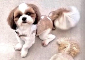 神戸新聞next 連載 特集 話題 行方不明の犬 自宅から飛び出して1年経過 連れ去りか 保護されたか 今も探し続ける飼い主の思い