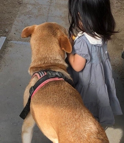 神戸新聞next 連載 特集 話題 懐いていると見せかけて 女の子からパンを奪った犬が話題 してやったり この世の無常を知るべし