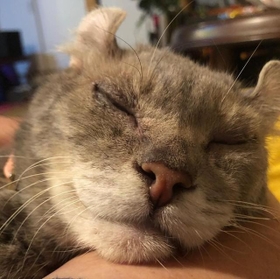 神戸新聞NEXT｜連載・特集｜話題｜劣悪な環境のペットショップで出会っ 