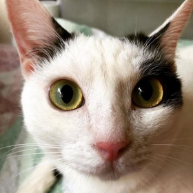 名前の通り、大きな目がチャームポイントです