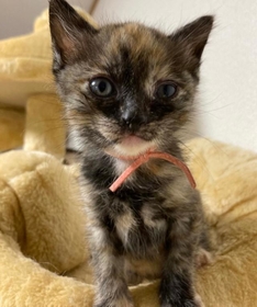 まるで妖精！？サビ柄の子猫