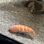あれ？水槽にお寿司が…※アクアマリンふくしま提供