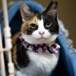 飼い主が亡くなって外に棄てられたパンダちゃん。里親が見つかった