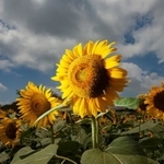  夏を象徴する花、ヒマワリ(faula/stock.adobe.com)