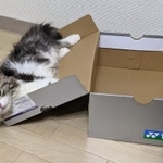 箱のふたの方が好きなまるちゃん＝スコまる。さん(@sucomaru0522)提供