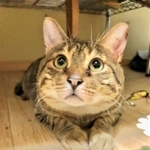 丸い顔がチャームポイントのチョロ松くん。お目目もまん丸です