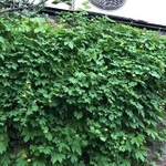 窓の外から日差しを防ぎ、ローコストで涼しい部屋に