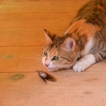 「毎朝早くおれのためにセミをとってきてくれる」という三毛猫の投稿写真がTwitter上で話題になった（提供写真）