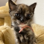 まるで妖精！？サビ柄の子猫