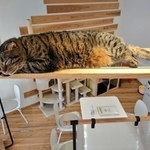 キャットウォークは憩いの場所にもなる