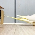 バック駐車が上手すぎるオカメインコ（画像提供／クピルンさん・動画をキャプチャしています）