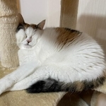 キャットタワーの柱を枕にして寝ているミケちゃん。寝顔を「痛そう」とコメントする人も（提供写真）