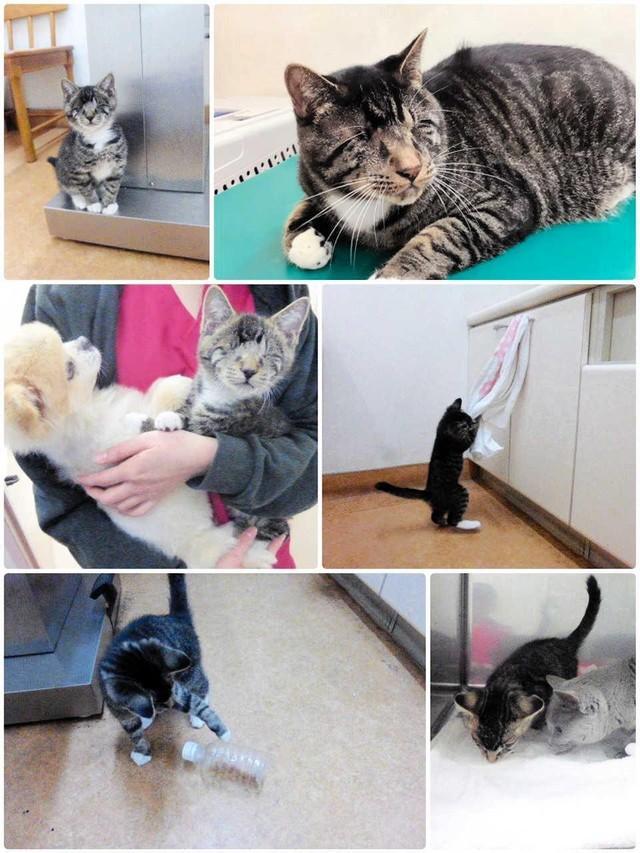 神戸新聞NEXT｜連載・特集｜話題｜生きる力を教えてくれた全盲の猫 