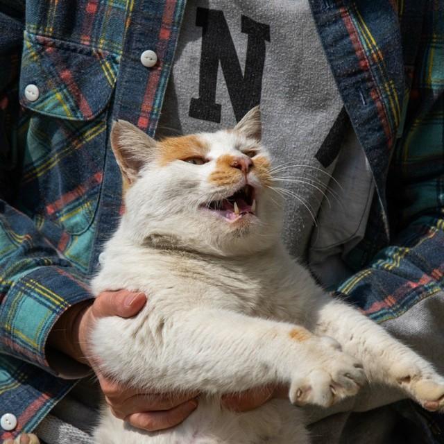 家にやってきた猫を保護して飼っていたら 元の飼い主 が現れた 猫は返さないといけないの 弁護士に聞いた 神戸新聞next 連載 特集 話題