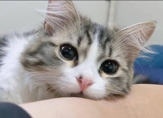 神戸新聞next 連載 特集 話題 腕を差し出すと 子猫さんがちょこんとあごを乗せてくる姿に悶絶 私の腕にも あざと可愛い