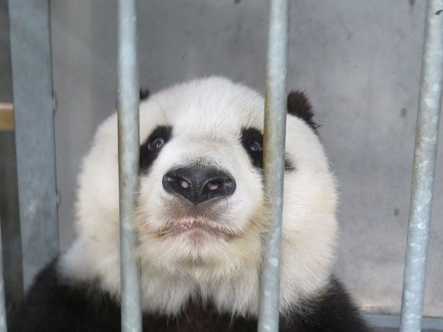 「はっ？どゆこと？？」。トレーニング中にご褒美のリンゴの品切れを知り、こんな表情に（写真はいずれも公式ツイッターより）