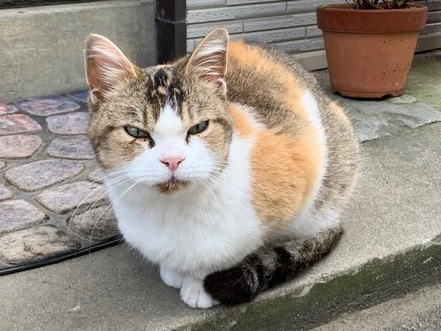 脚が不自由な三毛猫を発見、TNRを考えていた矢先に交通事故 家族として