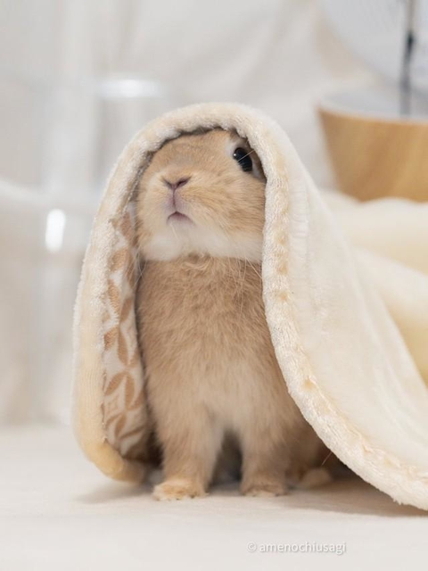尊い…！聖母みたいなウサギさんの写真に世界中から大反響！！海外から