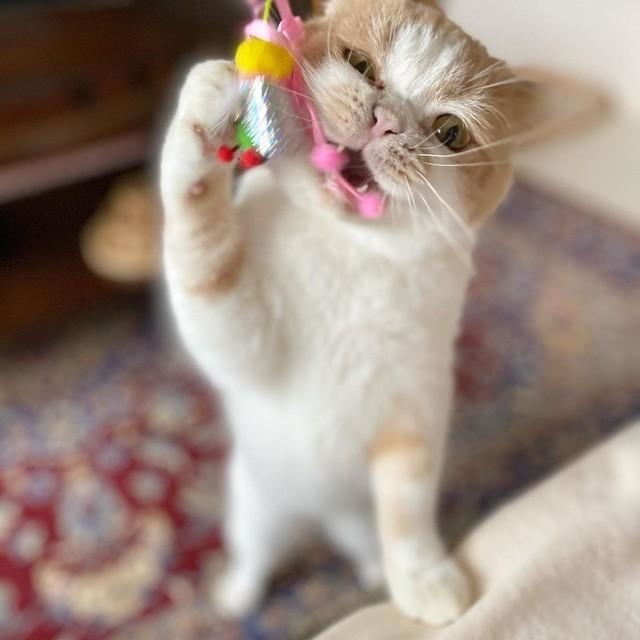 神戸新聞next 連載 特集 話題 ブリーダー崩壊 糞尿の悪臭漂う現場からレスキューされた猫 おっとりした姿に優しい気持ちになれる