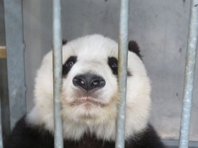 「はっ？どゆこと？？」。トレーニング中にご褒美のリンゴの品切れを知り、こんな表情に（写真はいずれも公式ツイッターより）