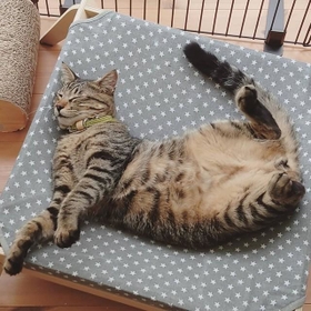神戸新聞NEXT｜連載・特集｜話題｜子供たちにせがまれ保護猫を飼うと 