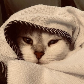 子猫のような顔の金太郎くん