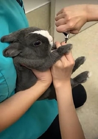 神戸新聞next 連載 特集 話題 怖くて 足がブルブルするウサギが話題 電動のぬいぐるみ 爪切り よく頑張ったね 神戸新聞next 連載 特集 話題 怖くて 足がブルブルするウサギが話題 電動のぬいぐるみ 爪切り よく頑張ったね