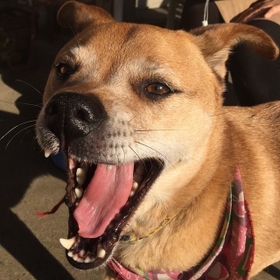 神戸新聞next 連載 特集 話題 母犬を交通事故で亡くした ちょっとコワモテな子犬 2度のトライアル失敗を越え 4歳男児のステキな相棒に