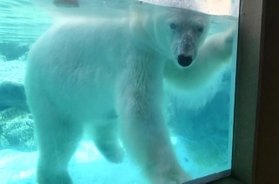 真夏限定、朝イチのホッキョクグマ舎あるある…。水中から人待ち風のミユキに遭遇する率高め