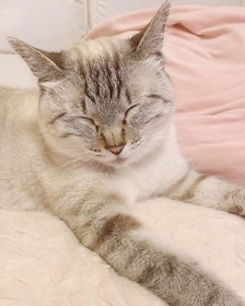 神戸新聞next 連載 特集 話題 妻は犬派 夫は動物嫌いだが 長男のアニマルセラピーになればと猫探し 出会ったツンデレちゃんは家族を笑顔に