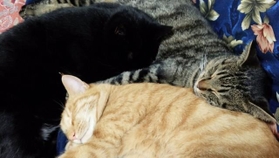 3匹は立派に成長。一緒に仲良く眠ることも