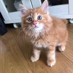 こんな目で「なあに？」と見つめられたら・・・