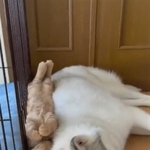 ワンちゃんの背中とケージの間に“ヘソ天”（仰向け）でハマる子猫の動画が話題に（かもしかさん提供・Twitter動画よりキャプチャ撮影）