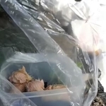 高知市内のごみステーションで8月下旬、生後間もない子猫4匹がビニール袋に入れられて捨てられていた（NPO法人アニマルサポート高知家さん提供・Facebook動画よりキャプチャ撮影）