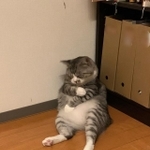 「副反応がつらい猫」とツイートされた写真には、左前脚を痛そうに押さえる猫の姿が･･･40万超のいいねが付くなど大きな話題を呼んだ（提供写真）