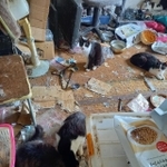 猫10匹を置き去りのまま家主がいなくなった家。海老塚さんたちが入るとよだれを垂らしながら猫が数匹寄ってきたという（ハピネスねこ譲渡会・代表海老塚さん提供）