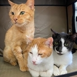 保護団体にやてきた４きょうだいのうちの３匹
