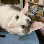 かばんの上って寝心地がいいにゃ