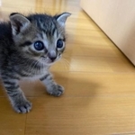 生後１ヶ月の頃、抱きしめたくなる可愛らしさのおこめちゃん＝しぴ（ソマリ）と、おこめ（キジトラ）の記録（@chipie0826）さん提供