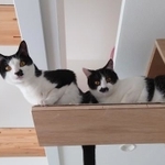 キャットウォークからこんにちは