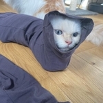 ズボンの中に入り込む猫ちゃんが「ナゾの生き物」などとTwitter上で話題になった（提供写真）