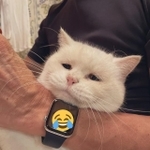 爪を切られながらしょぼんとした表情を浮かべる猫ちゃんの写真が、切なすぎて「可愛い」とTwitter上で話題に（提供写真）