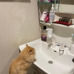「『朝起きたらワクチン副反応で猫になってたので会社休みます。』にどうぞ使って下さい」と、Twitter上に投稿した「ネコランド」さんの写真が話題に（提供写真）