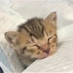 ③寝落ちする子猫（①～③保護主の「落ち猫あめちゃん」さん提供、Twitterよりキャプチャ撮影）